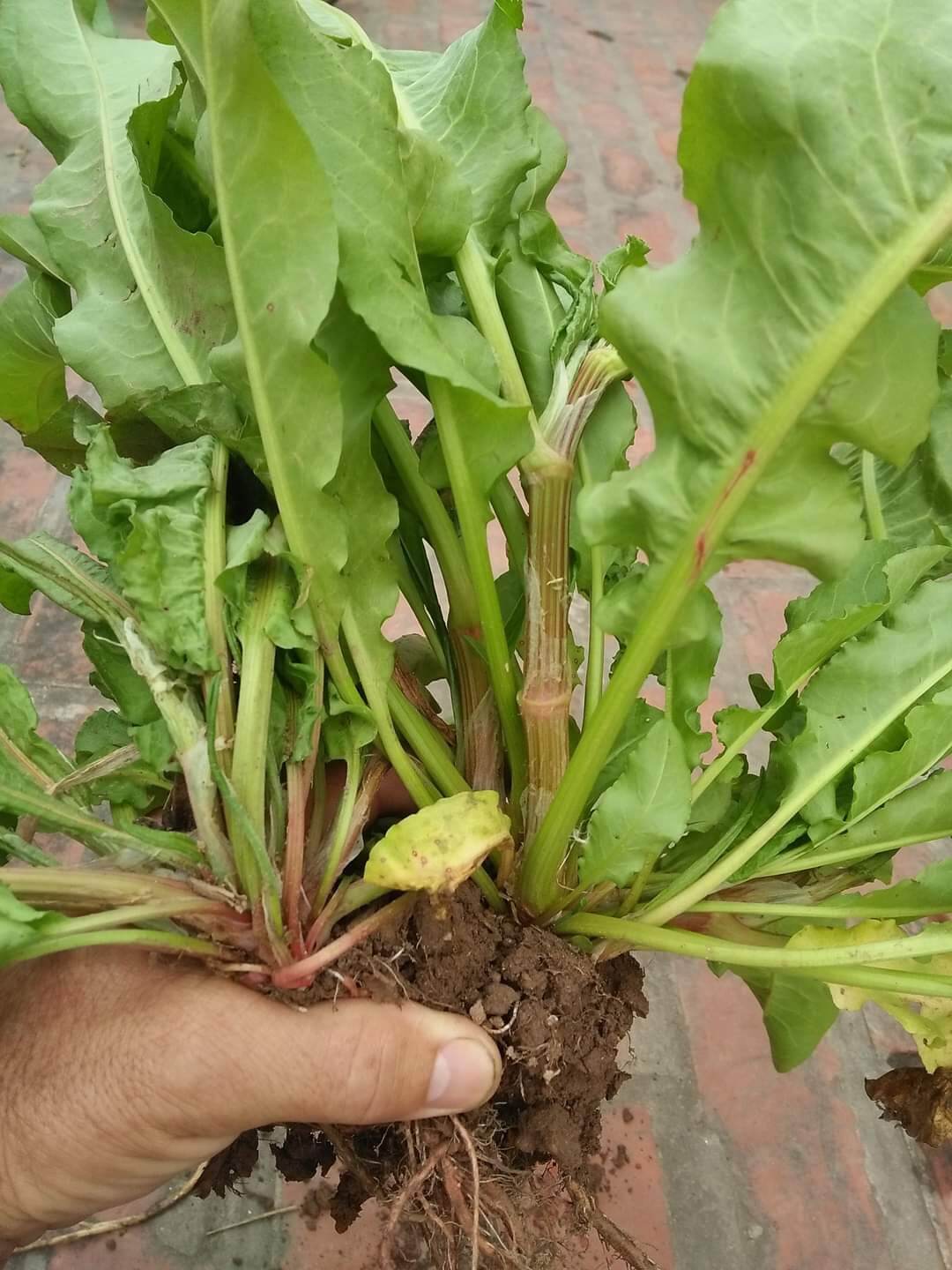 Cây chút chít khô và tươi( 1kg)
