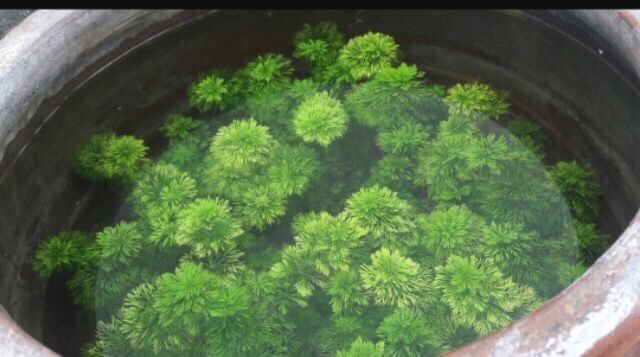 Cây thủy sinh Tiểu Bảo Tháp (Hậu Cảnh) 5 cây tiểu bảo tháp thuỷ sinh