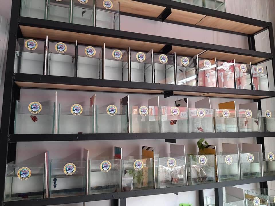Hồ Cá Betta 15.10.15