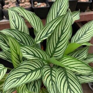 Cây đuôi công sọc trắng/ calathea vittata