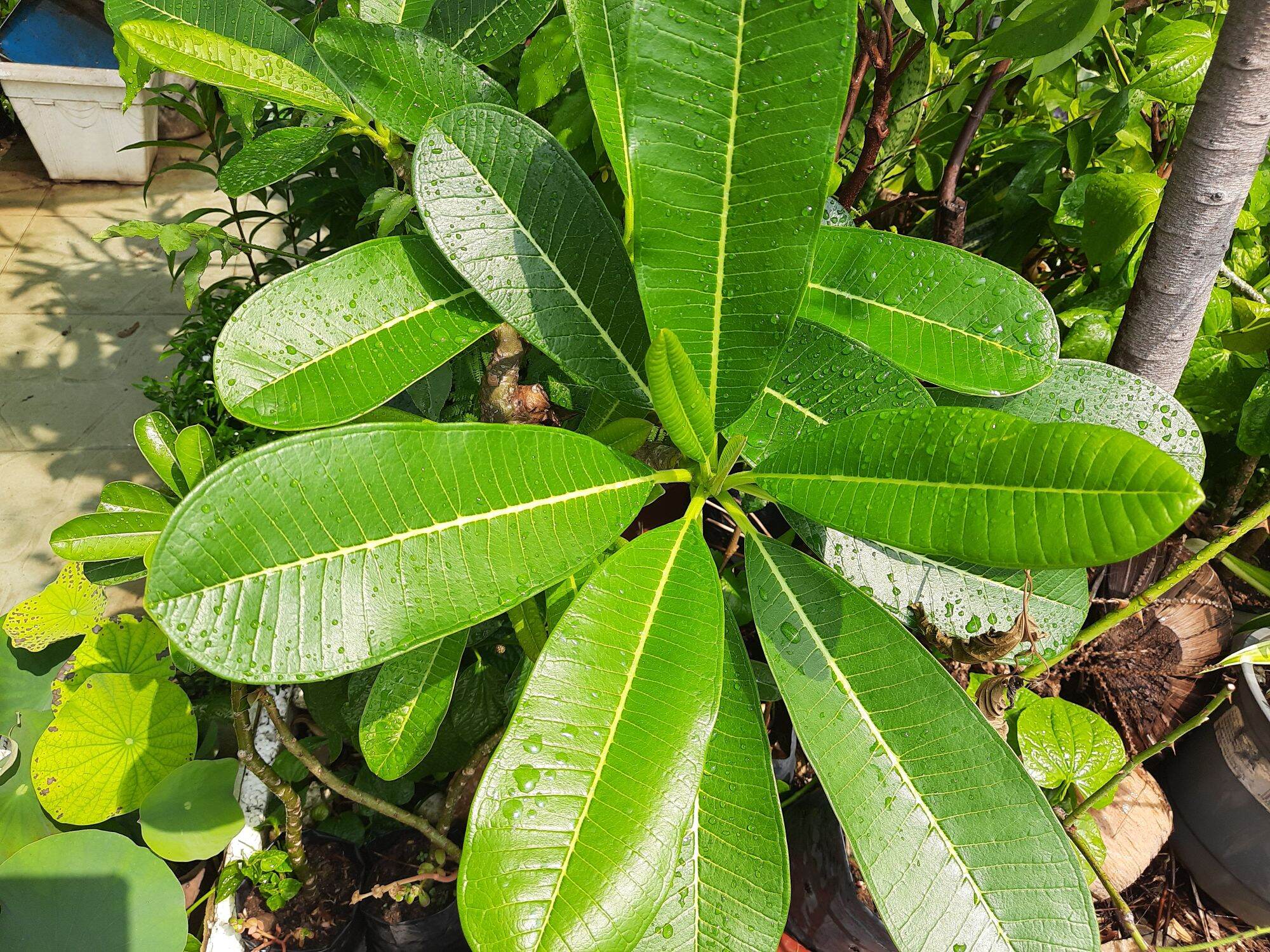Cây đại hoa trắng