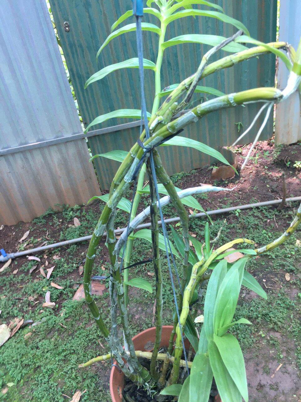 Hoa lan phi điệp vàng