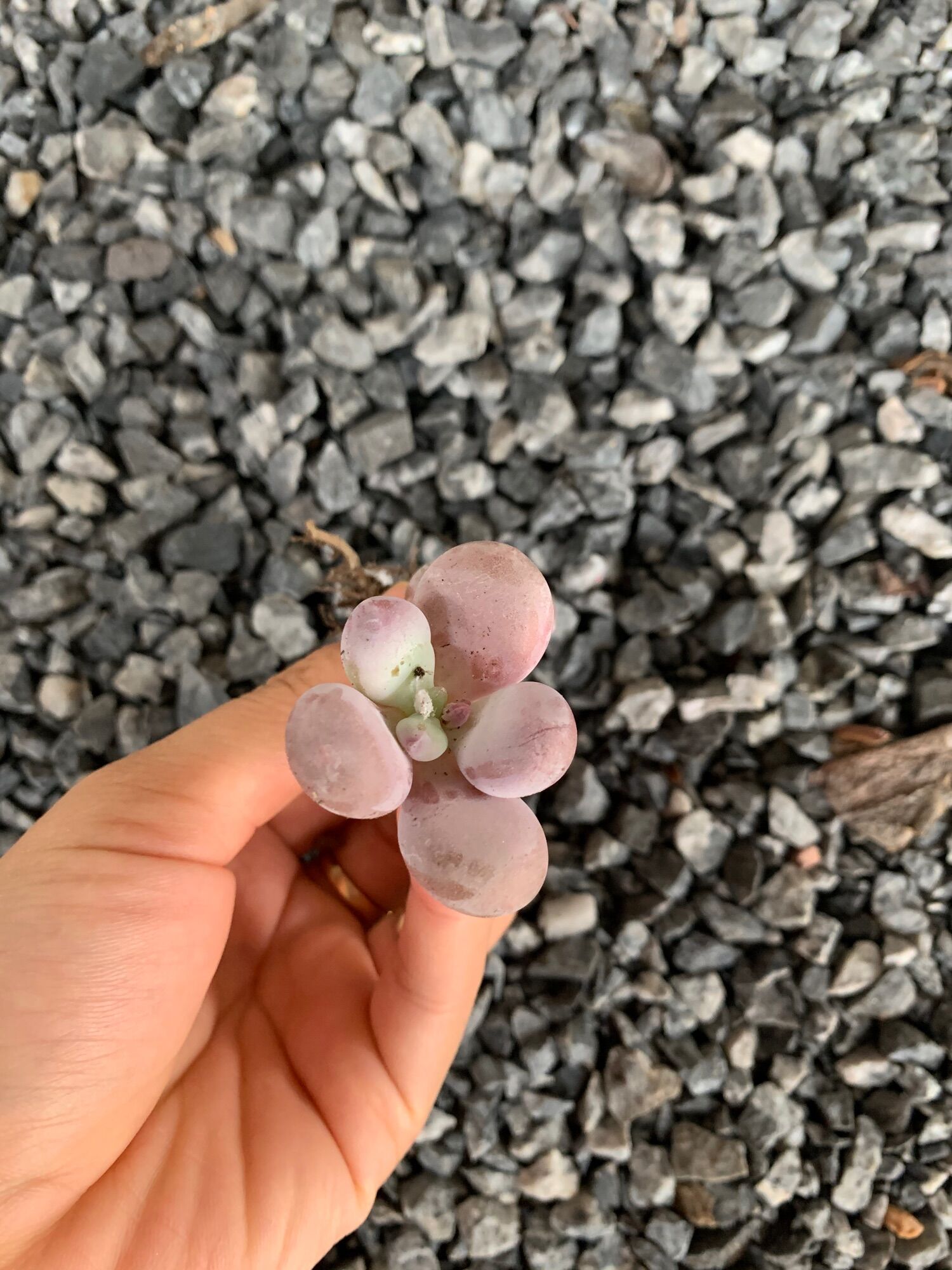 Sỏi hồng. Sỏi thụ mini. Sen sỏi