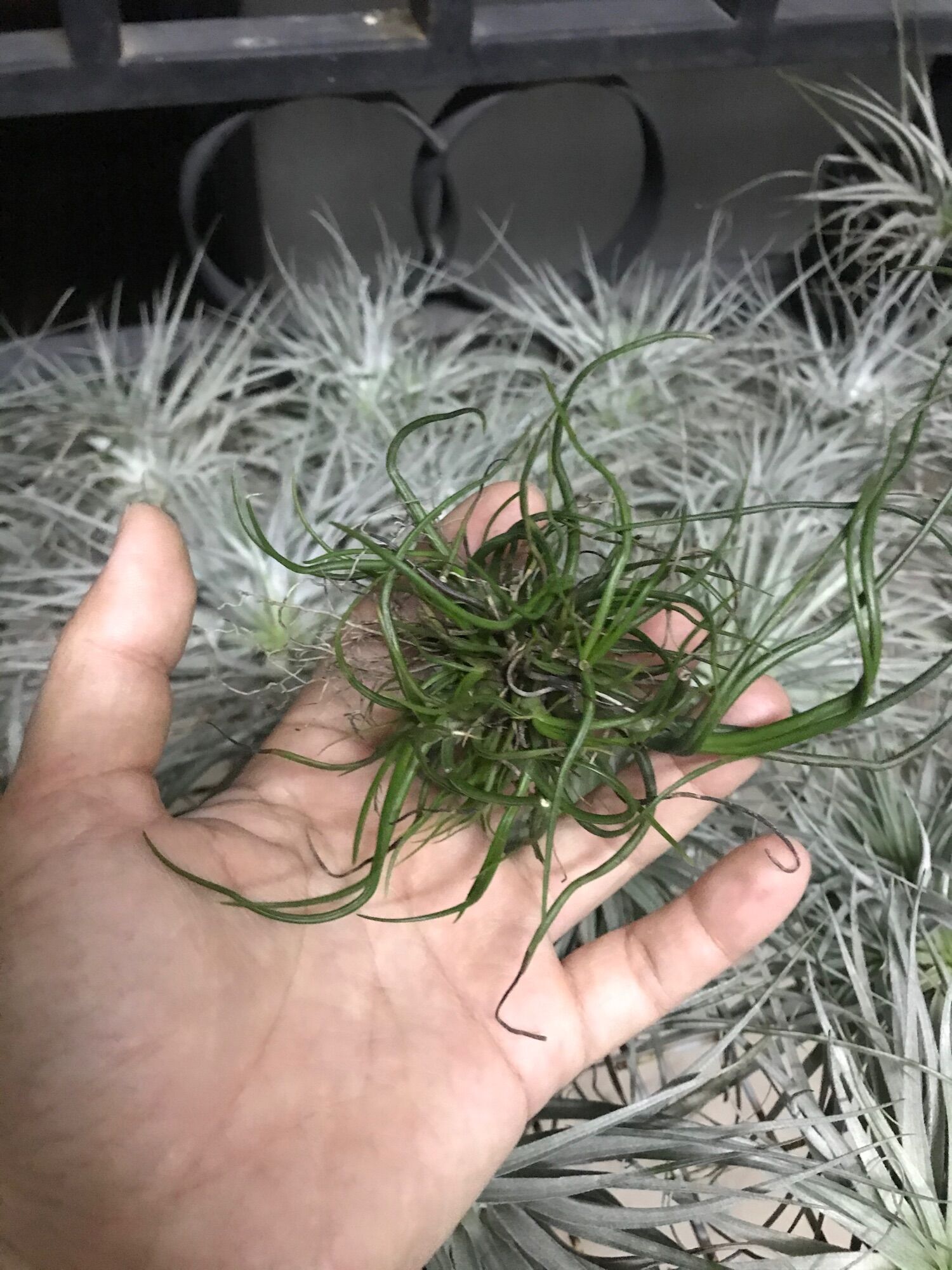 Cây không khí bulbosa dạng bụi