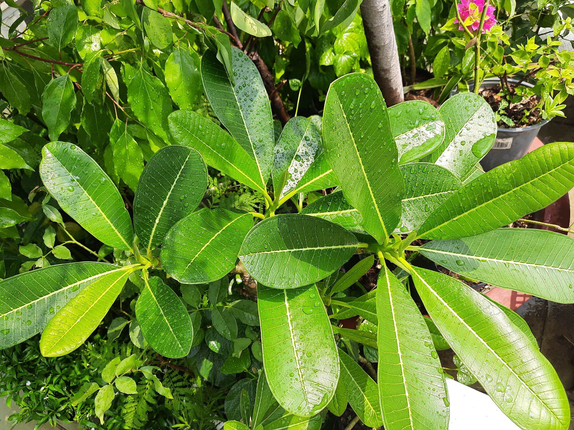 Cây đại hoa trắng