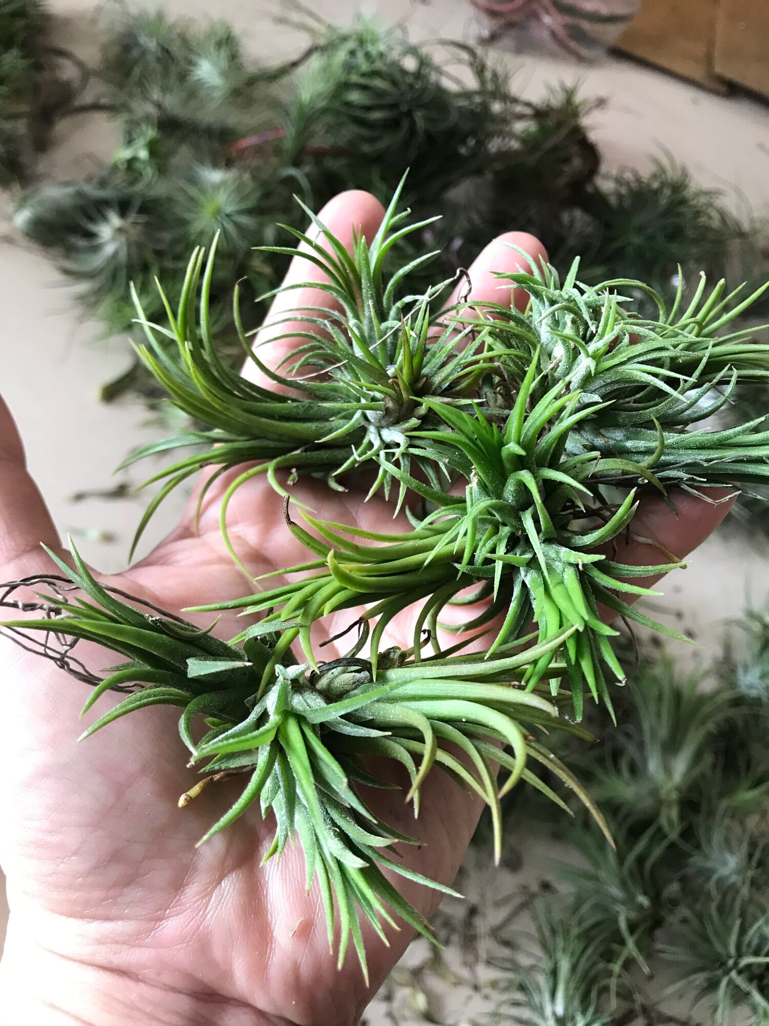 Set 5 cây không khí ionantha fuego