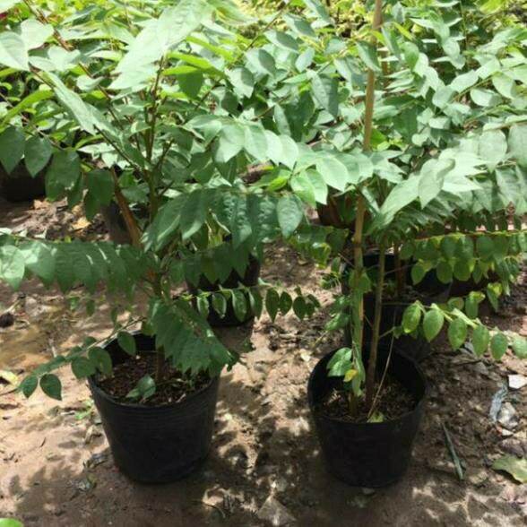 Cây chùm ruột thái trái ngọt (siêu sớm)