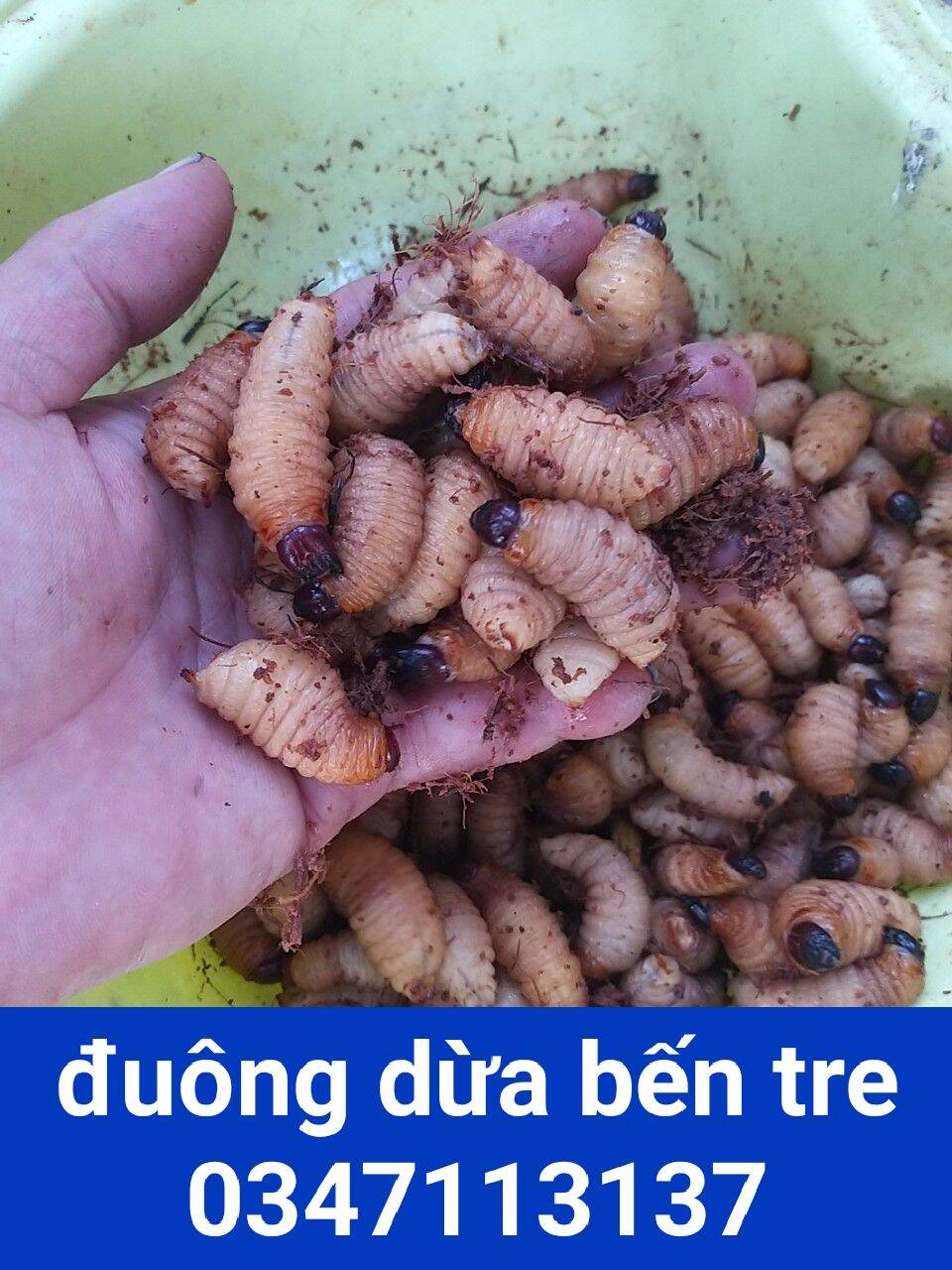 đuông dừa bến tre (40con/275k)