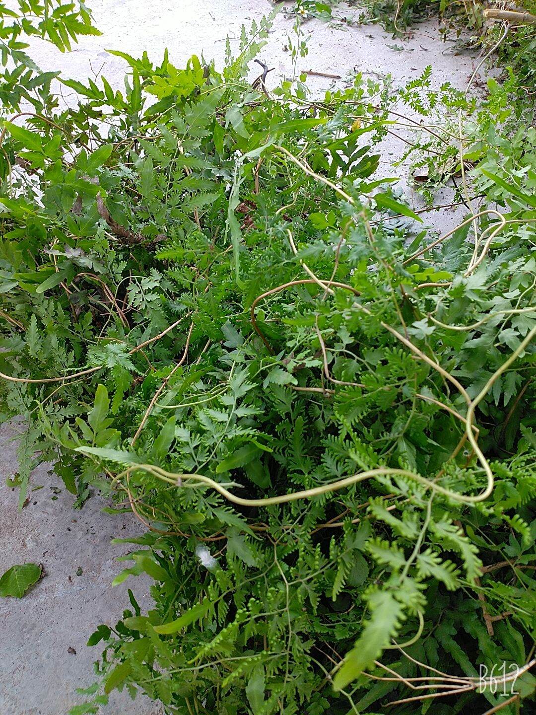 dây bòng bong khô 1kg (kin hải sa)