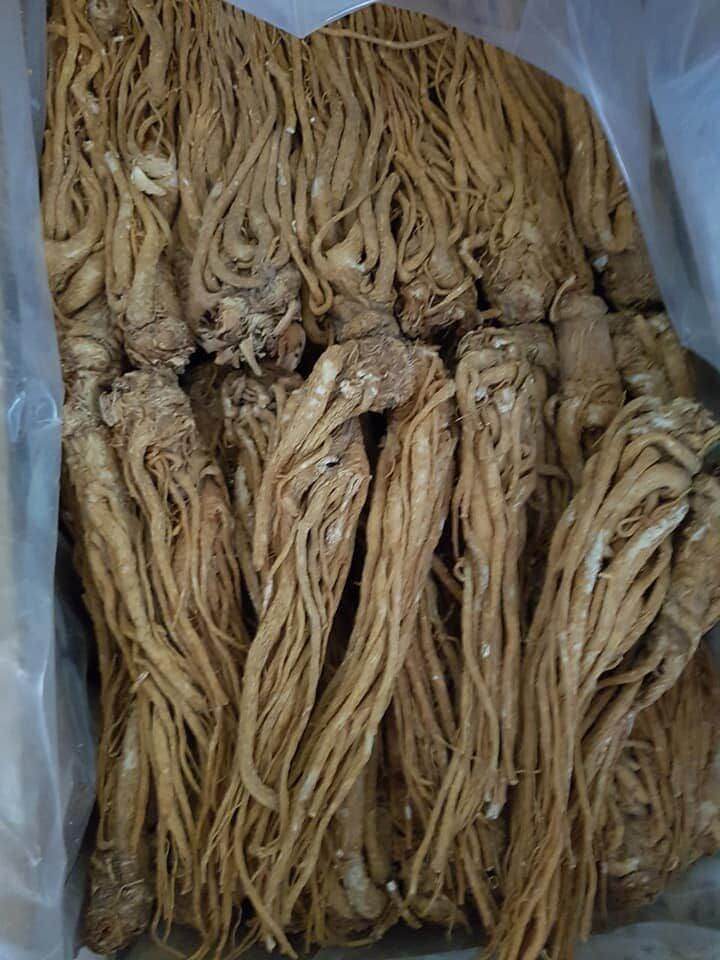 100g sâm quy - sâm đương quy