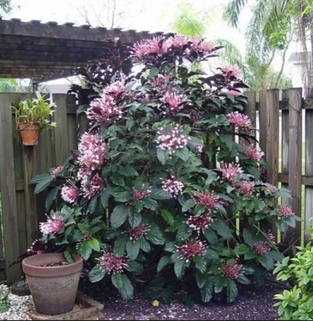 Cây pháo hoa, xác pháo tím 1 cây giống hình 2,3,4