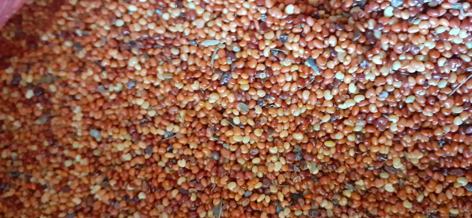 1kg Hạt muồng vàng nhỏ
