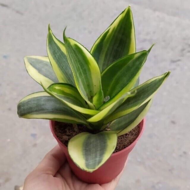 Lưỡi hổ thái mini