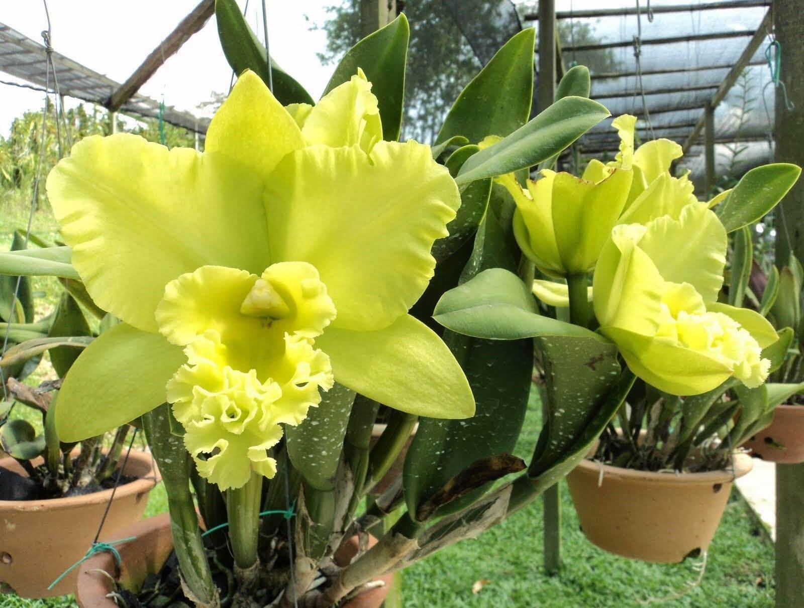 Lan Cattleya màu 4, 1cốc