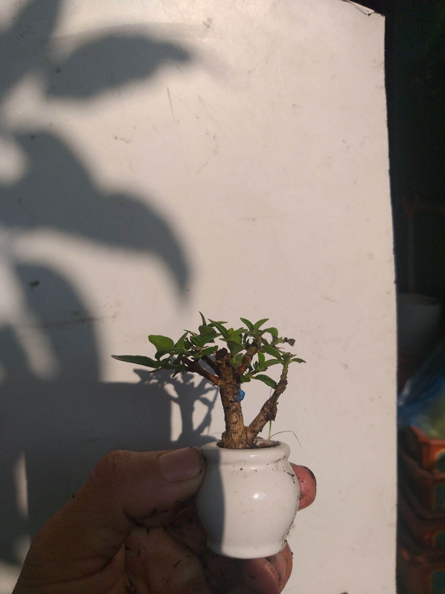 [HCM]Sam hương bonsai siêu mini Có chậu