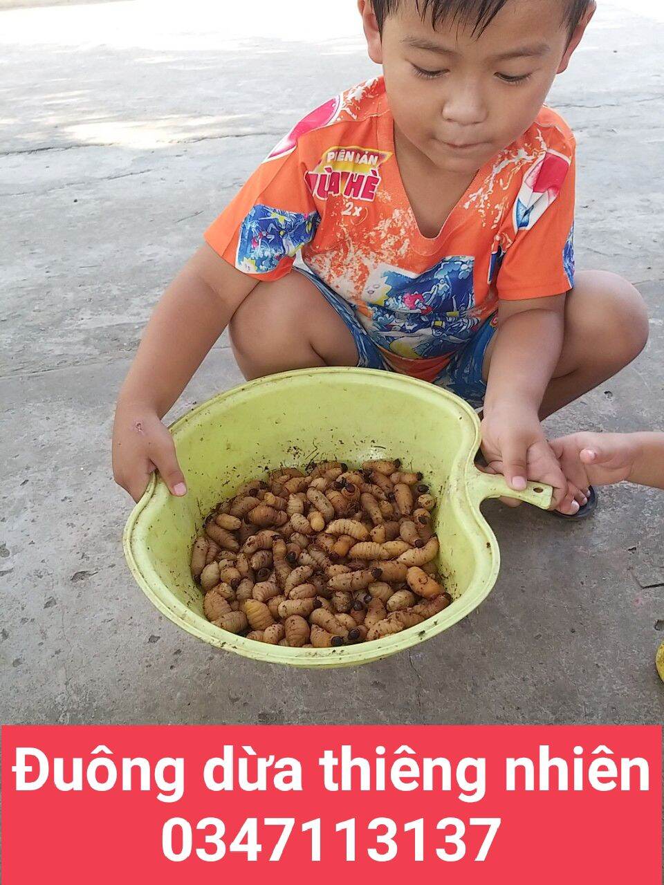 Đuông dừa bến tre