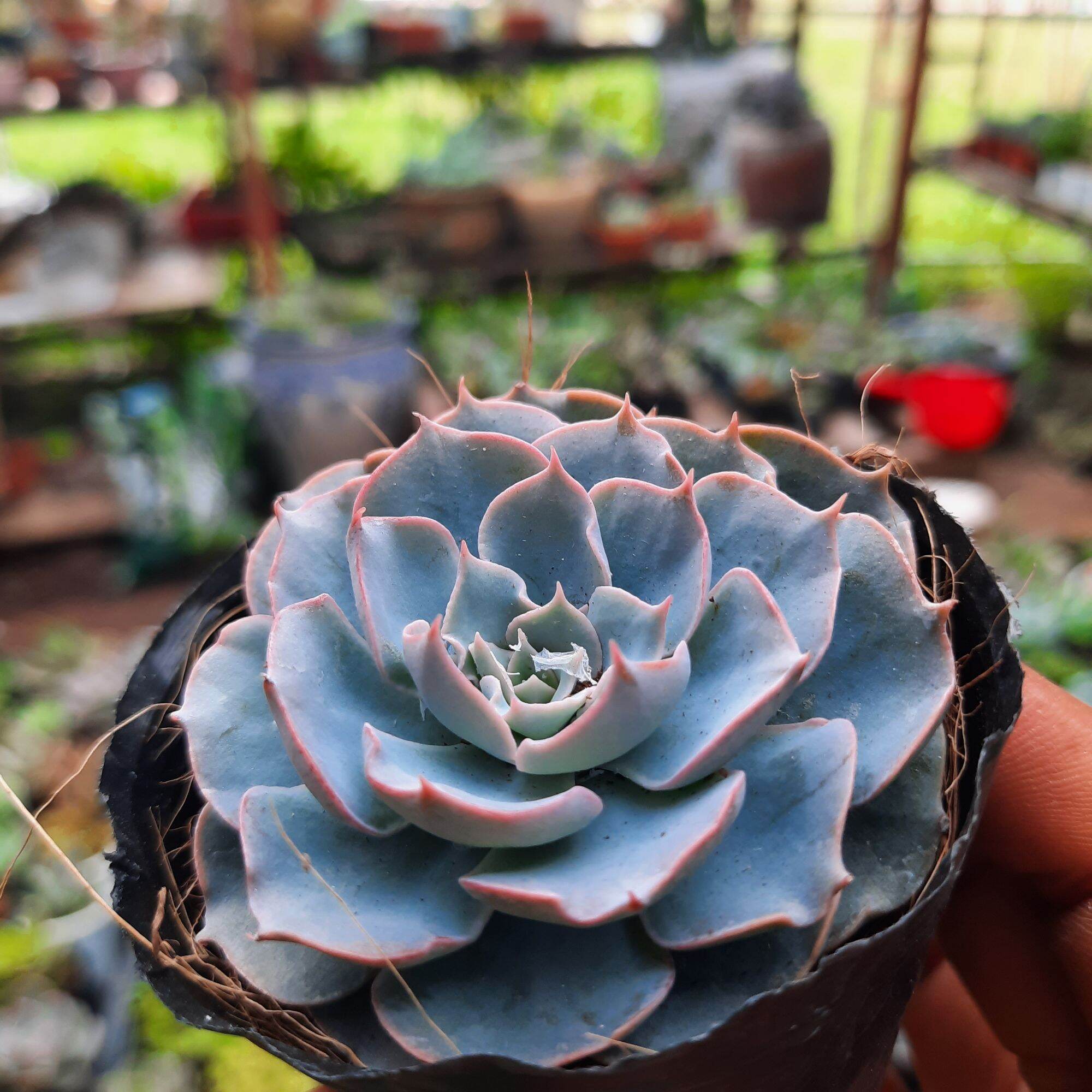 Sen đá chọn ngẩu nhiên