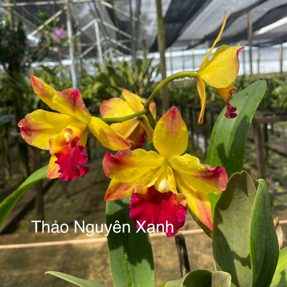 [HCM]Lan Cattleya TN19 Hoa Chùm Đỏ Vàng (cây con)