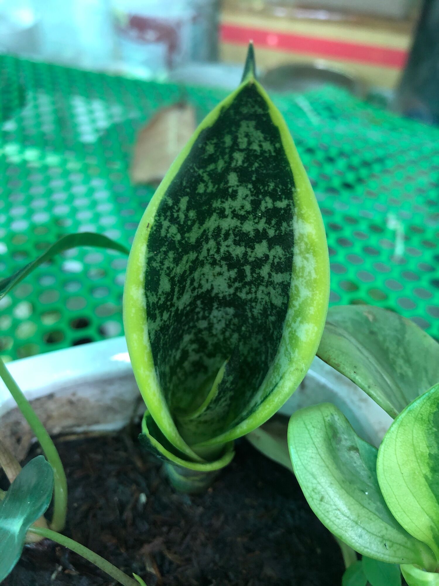 Mầm lưỡi hổ viền vàng hoặc xanh