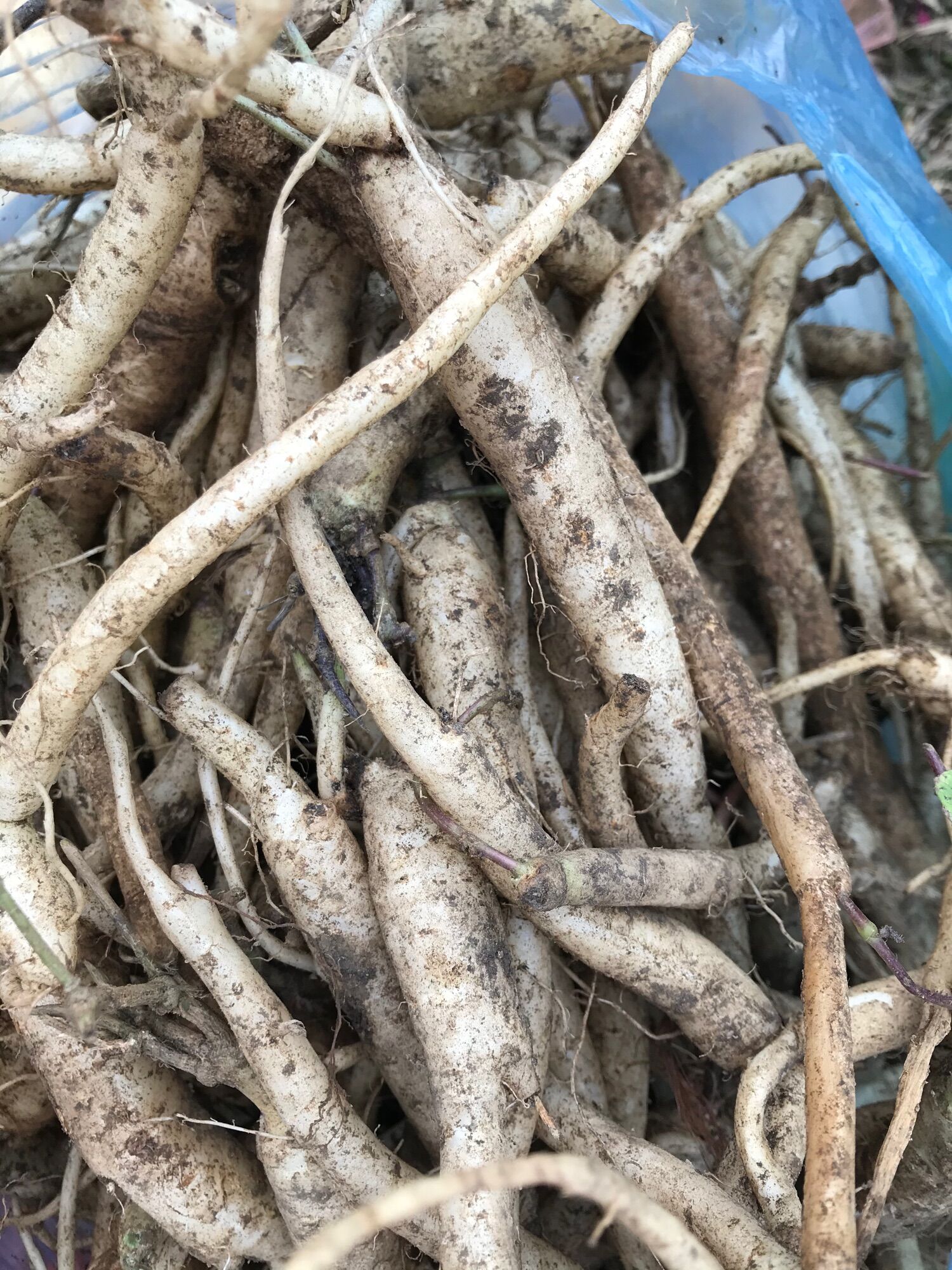 1kg đẳng sâm rừng Tây Bắc tươi