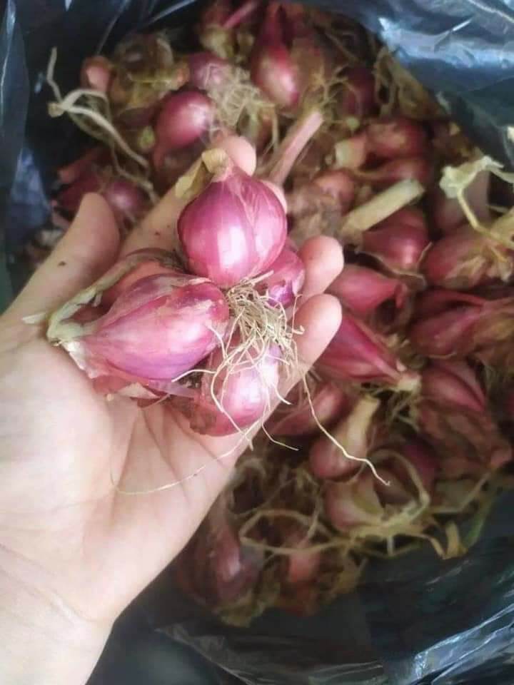 [HCM]Hành tím phi thơm100% hành tím.75k/500g. siêu nhiều