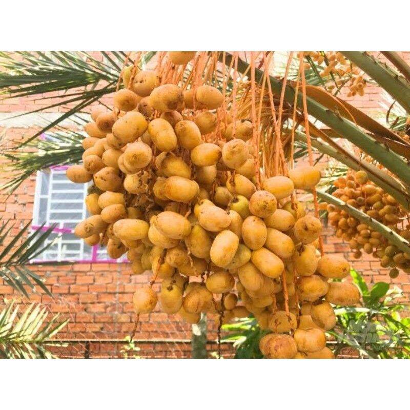 Cây giống chà là nam mỹ (cao trên 50cm cây khỏe)