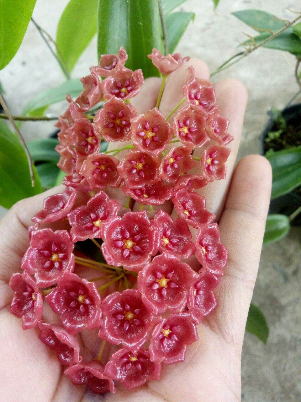 Cẩm cù chén đỏ trưởng thành