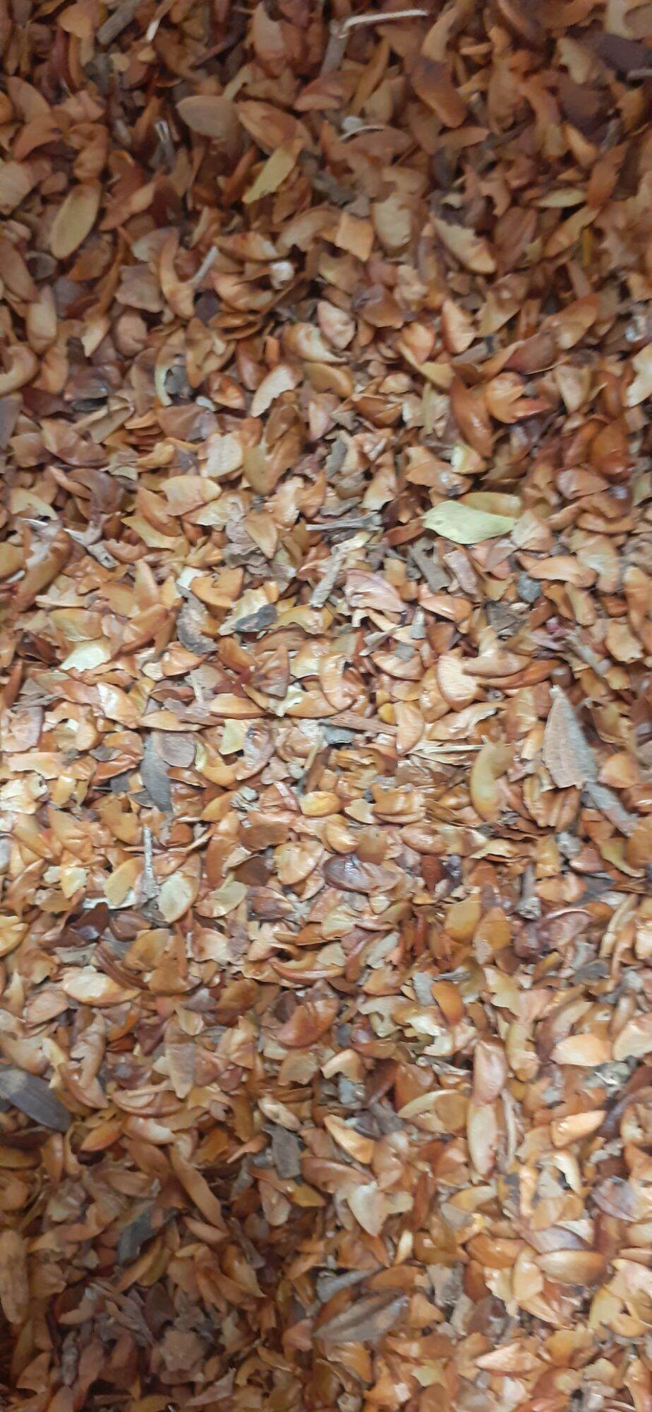 500 gram Lagerstroemia speciosa seed