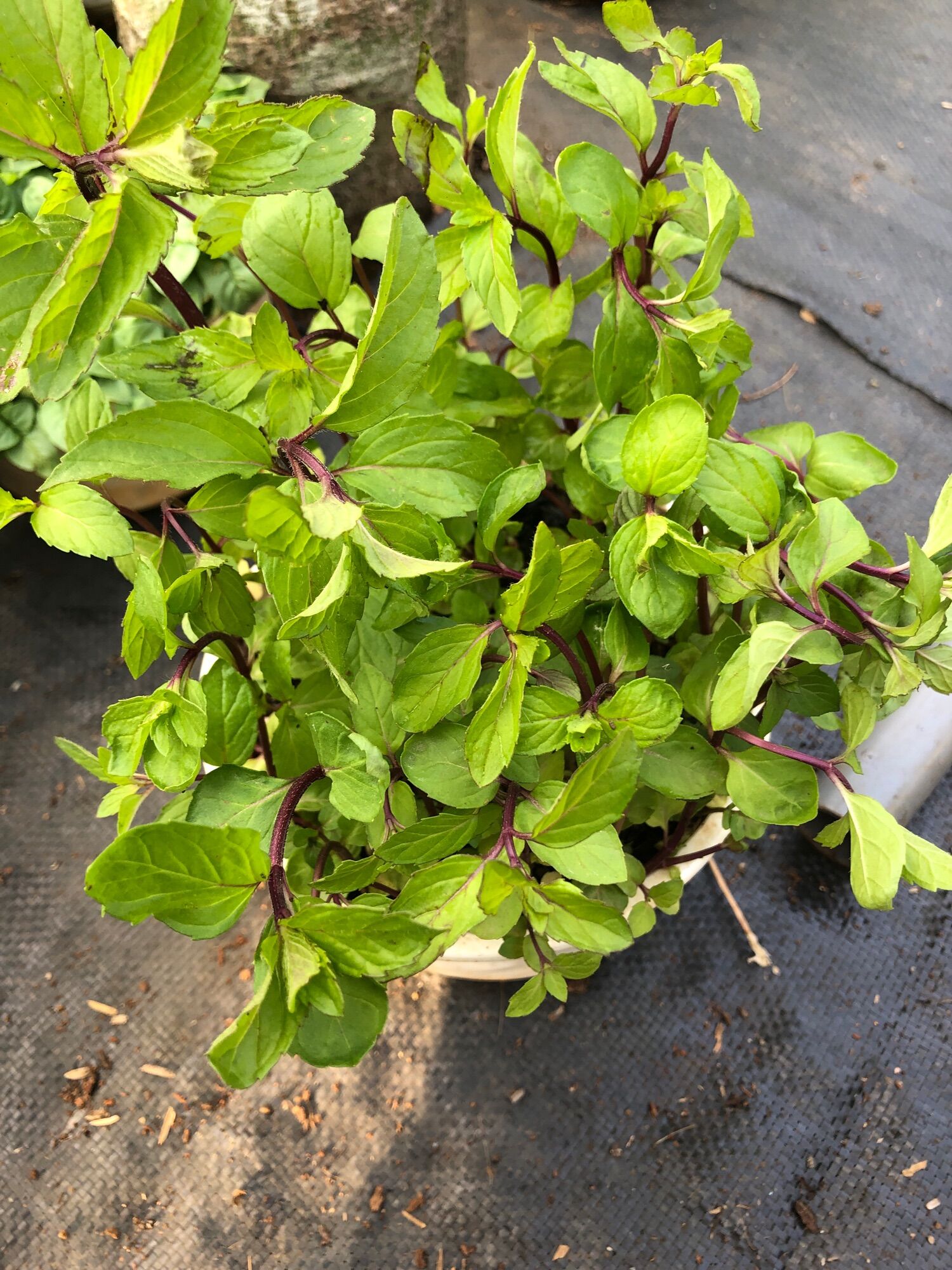 Bạc hà cay PEPPERMINT chậu lớn