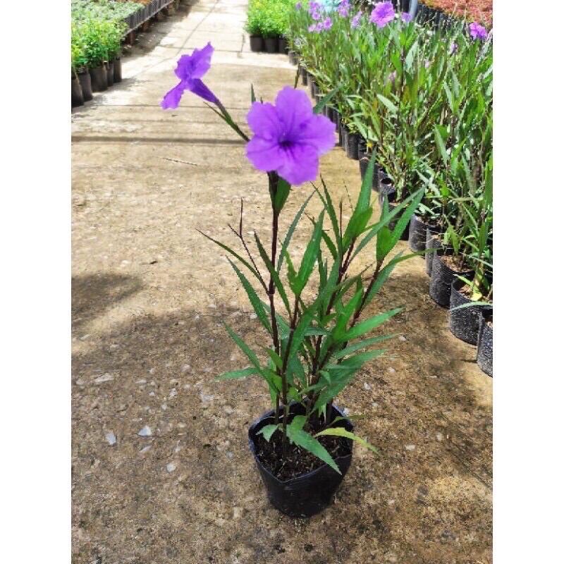 Bầu 5 Cành cây chiều tím