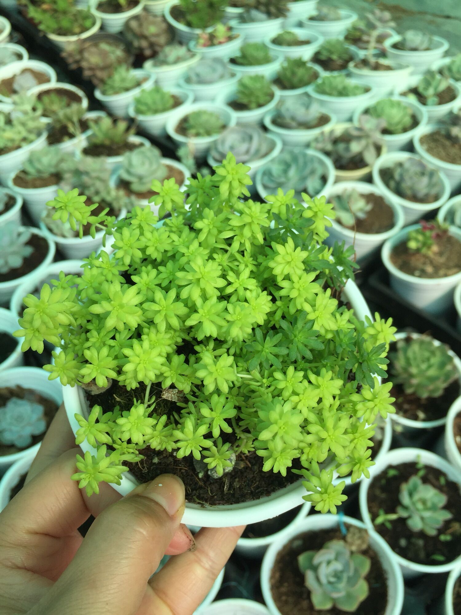 Sen Đá Sedum Dạ Quang size trung