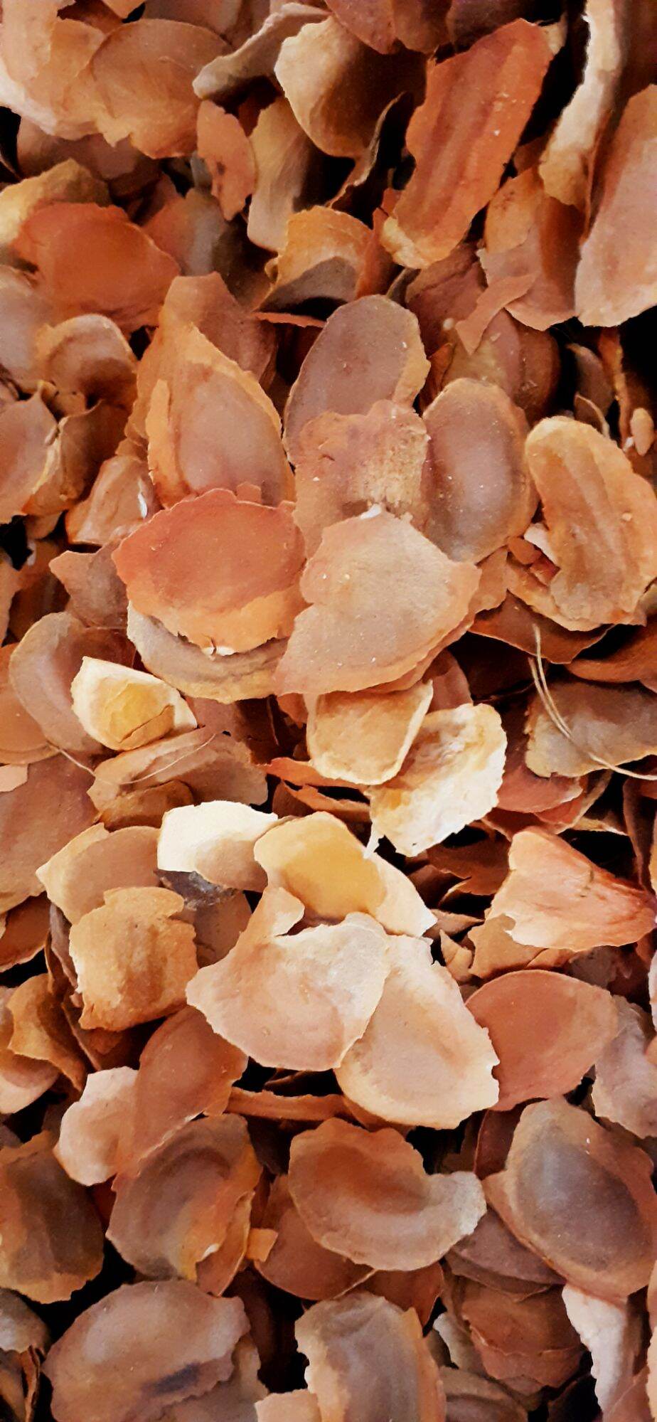 500 gram hạt giống xà cừ