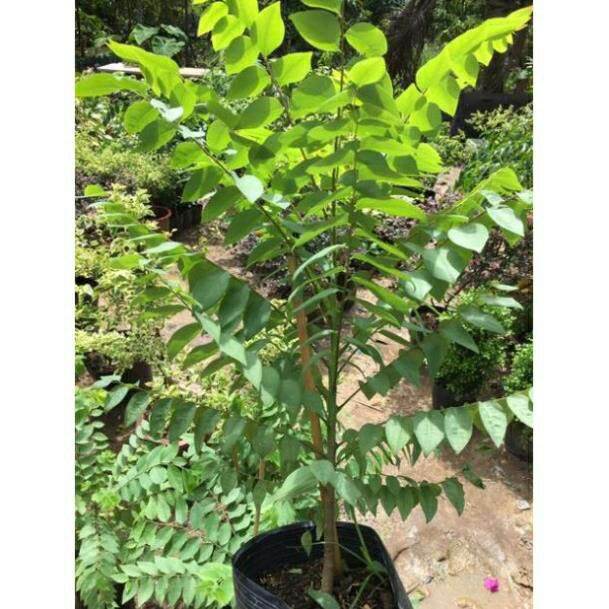 Cây chùm ruột thái trái ngọt (siêu sớm)