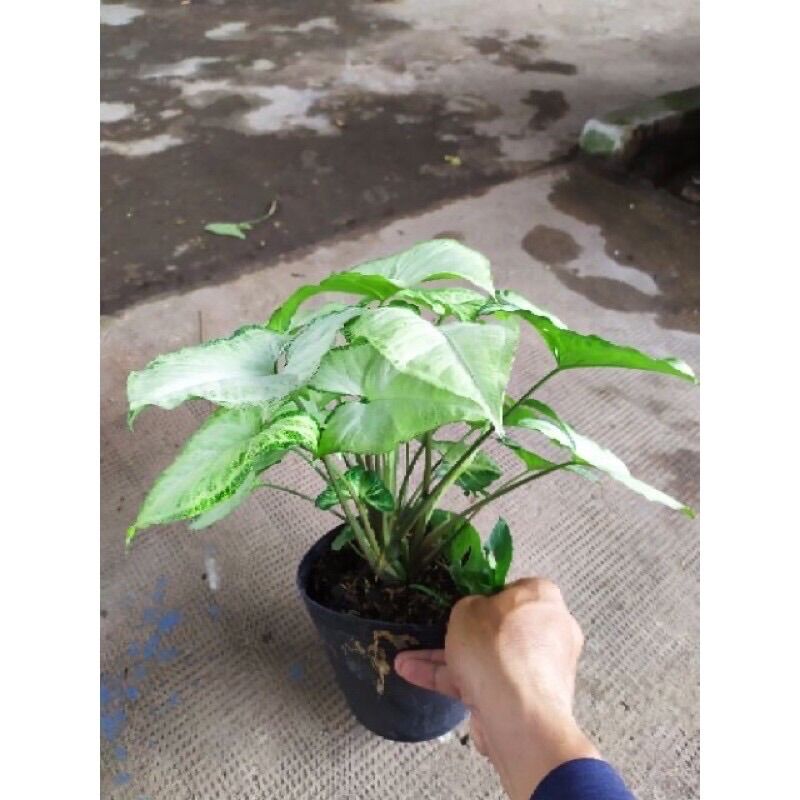 Cây Trầu bà lá trắng/ Cây tróc bạc