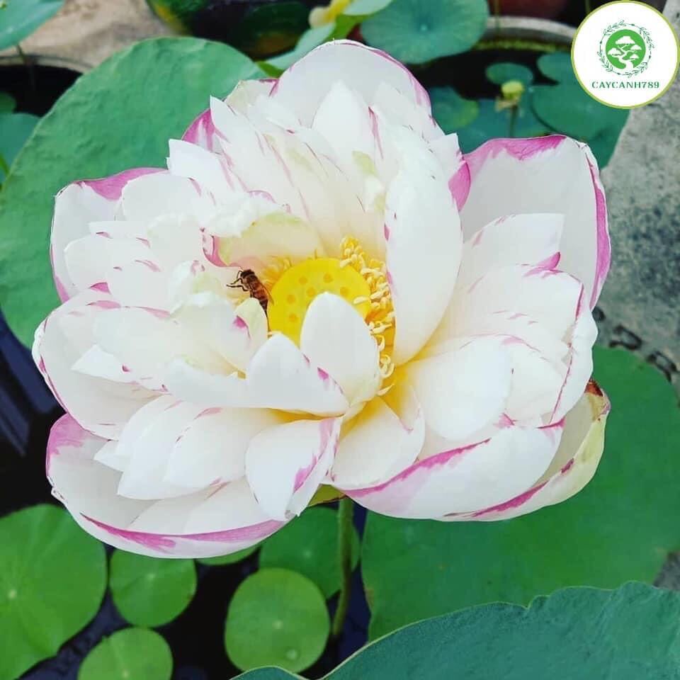 hạt giống sen thái nghìn cánh(10 hạt)