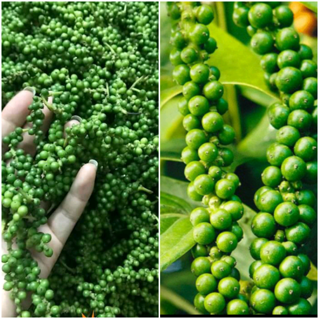 [ 1kg ] tiêu xanh, hồ tiêu, tiêu tươi