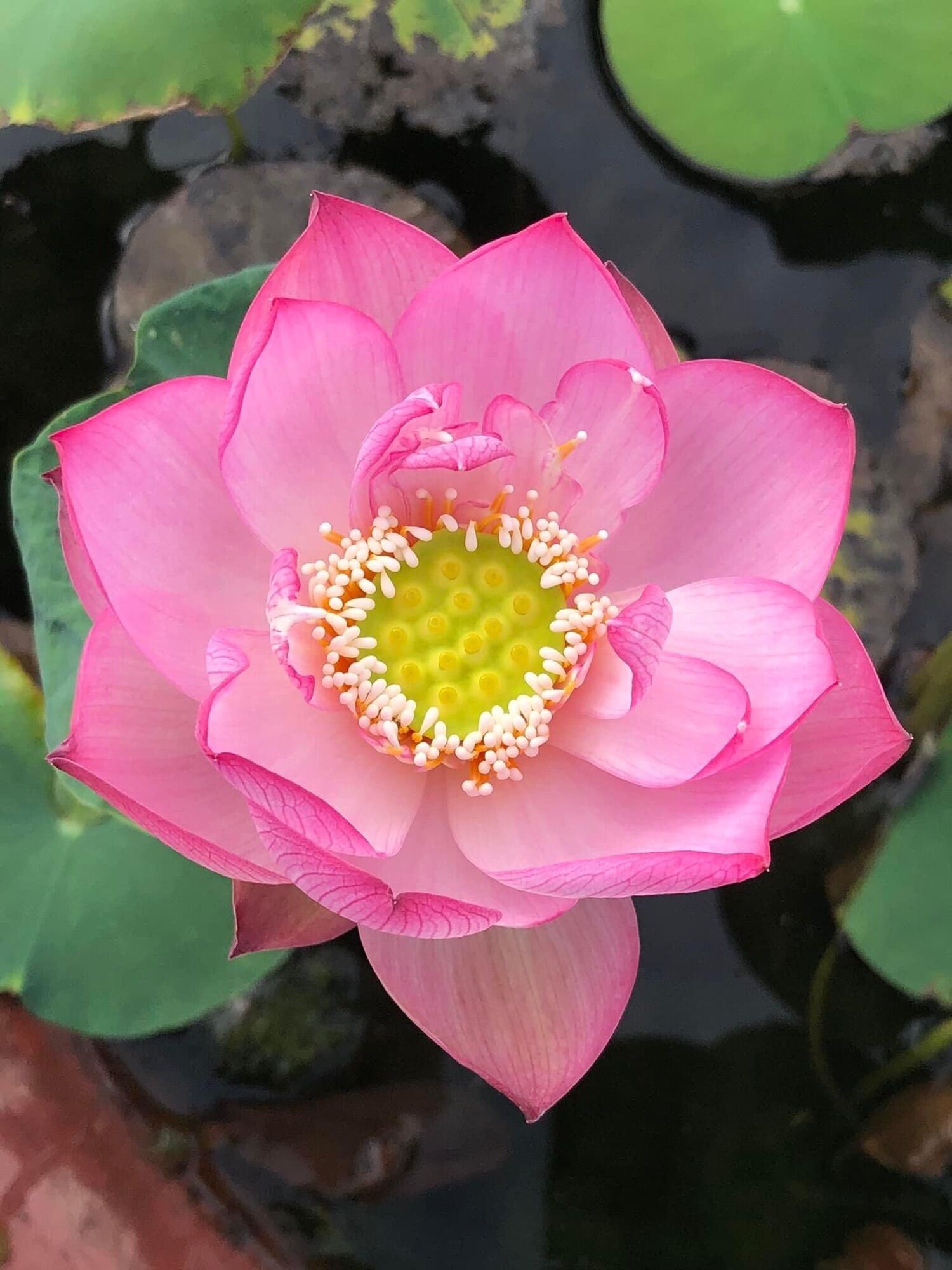 Củ Sen Thái Giống- Môi Hồng Xứ Quảng