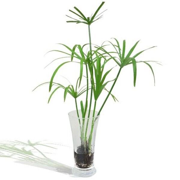 Cây thuỷ trúc thuỷ sinh - 1 bụi