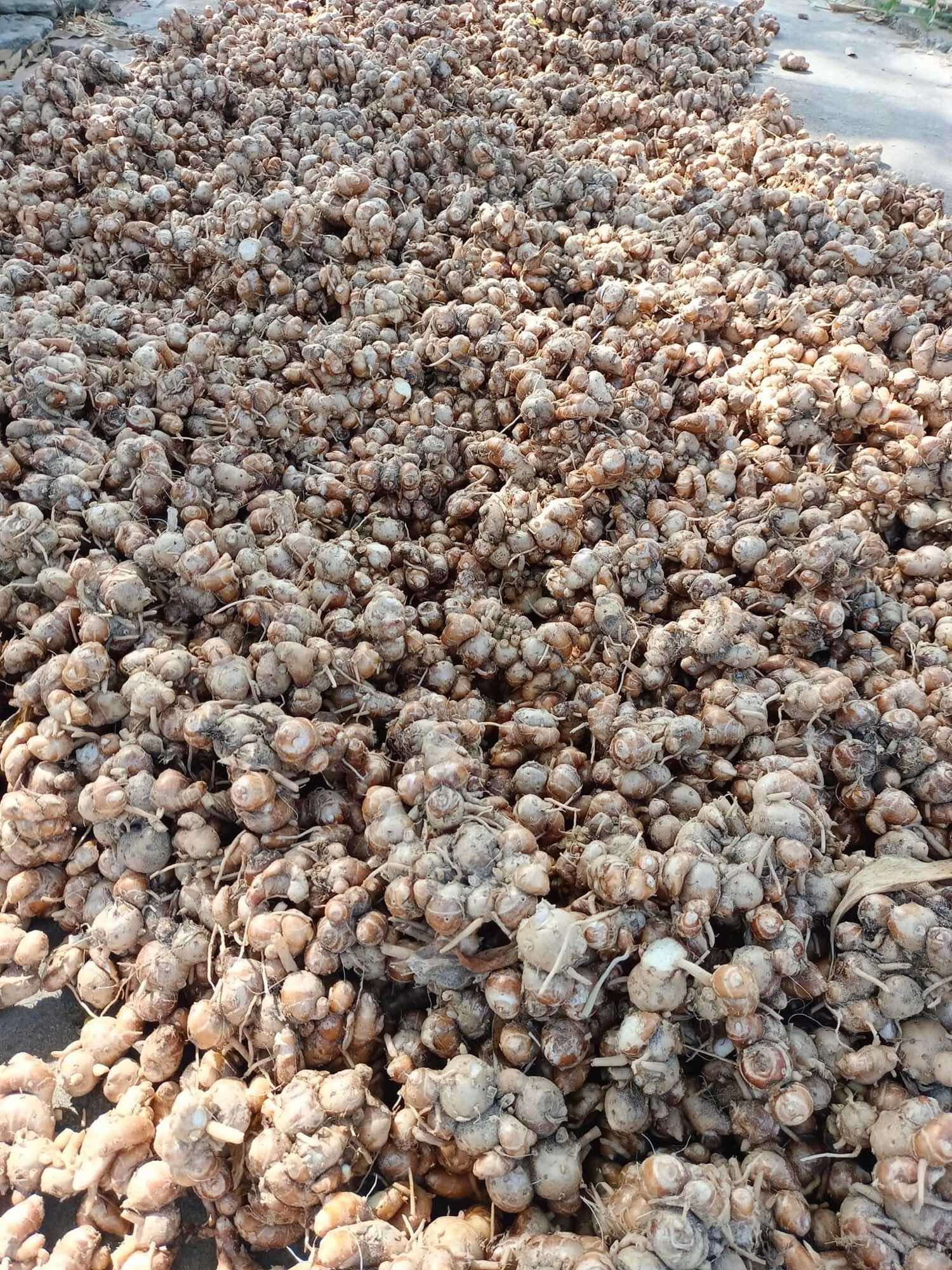 Địa liền tươi 1kg( Củ to, già đều, đã làm sạch sẽ)