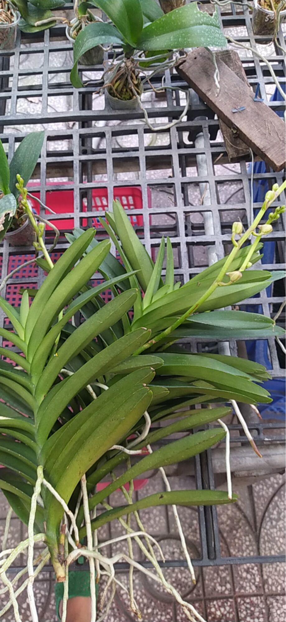 Mokara Tím Blue Cây Đang Hoa - Cao Tầm 35-40cm