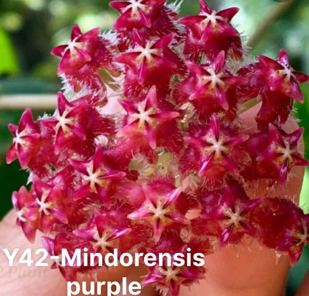Cẩm cù đỏ Mindorensis red cây sắp hoa