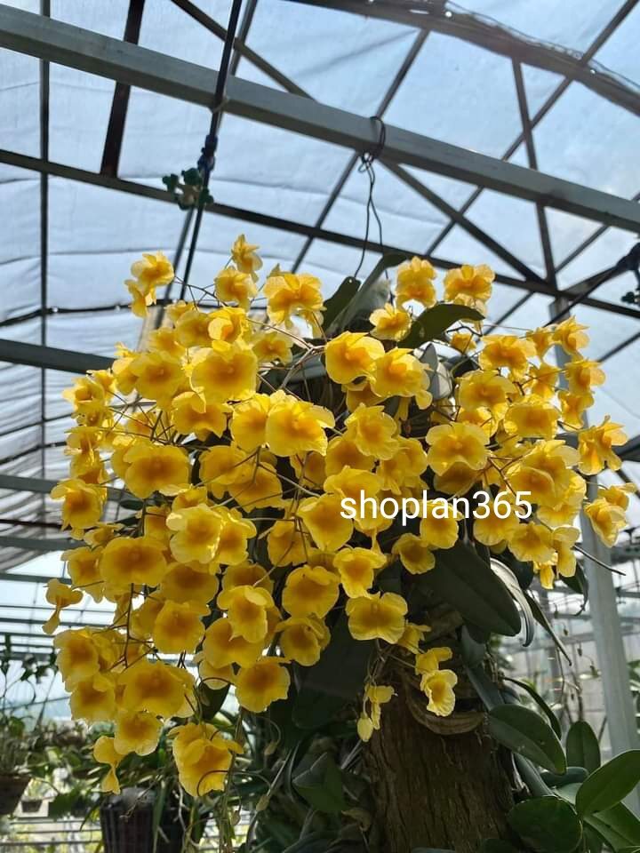 Cây lan vảy rồng