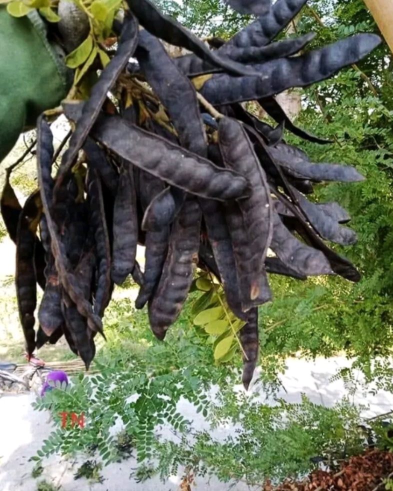 Trái bồ kết khô 100 gr