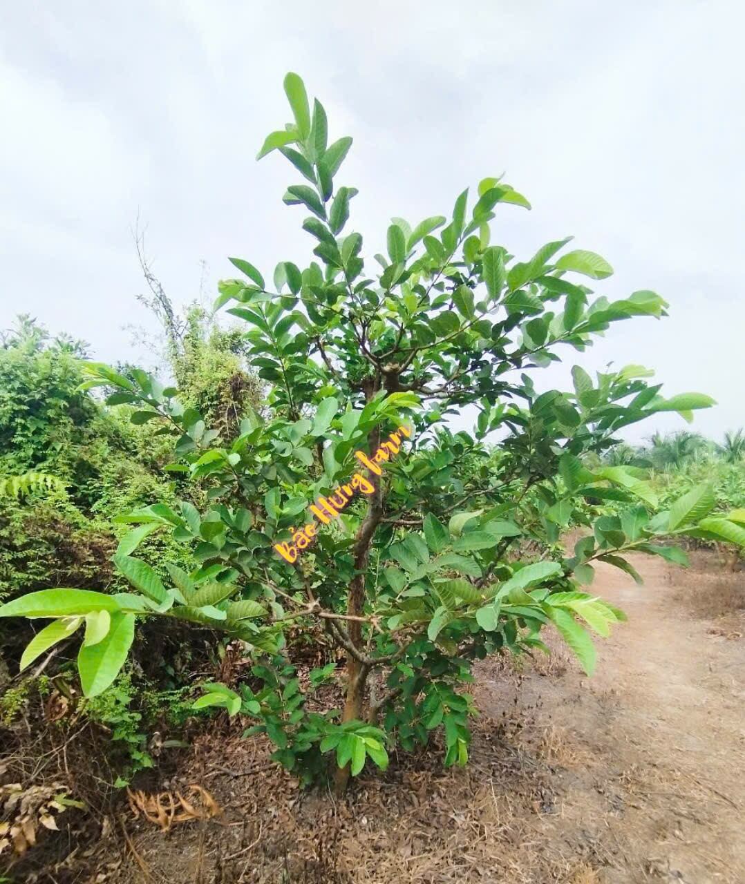 2kg lá ổi tươi, hỗ trợ giảm cân
