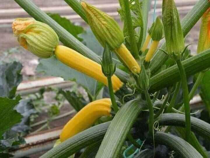 Hạt giống bí ngòi vàng