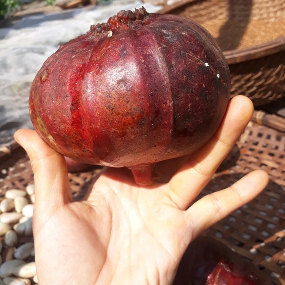 Cây Vả  giống ( sung vả)