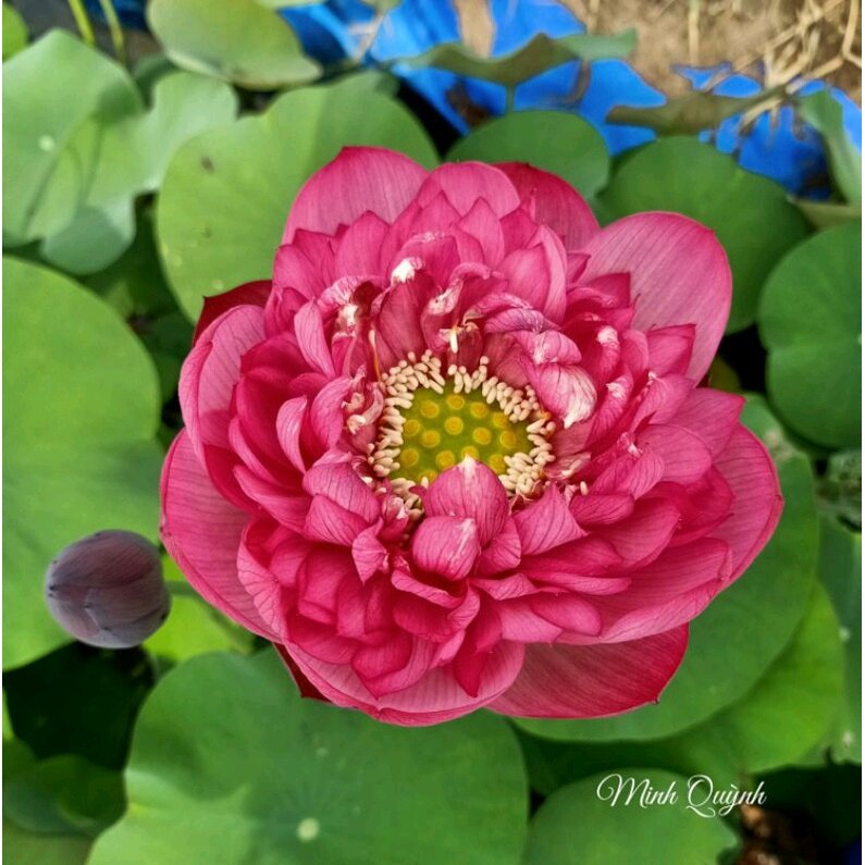 Củ sen Rosy sunshine