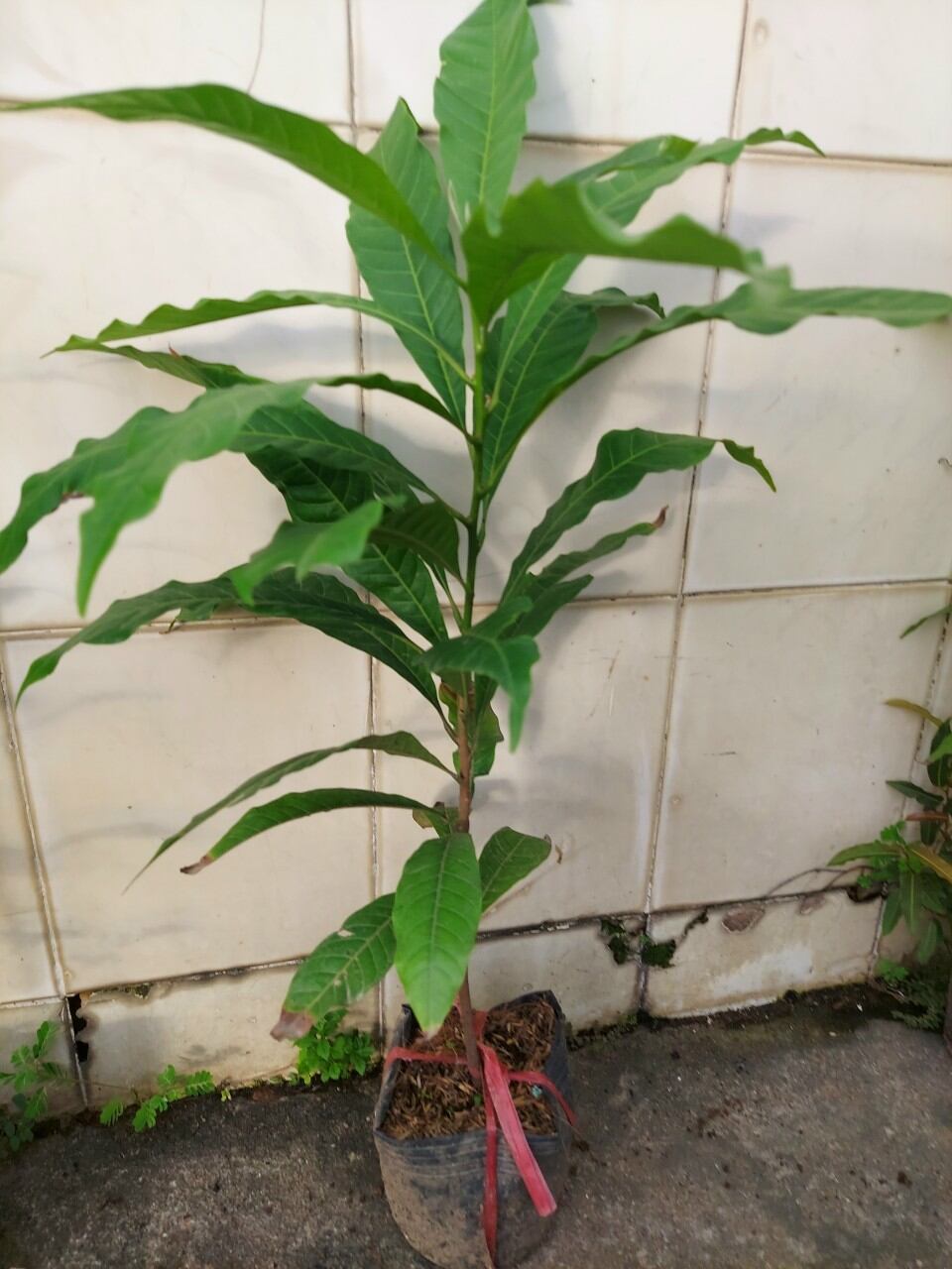cây vú sữa hoàng kim