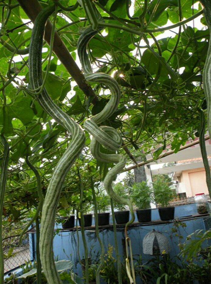 Hạt giống Mướp rắn - gói 5 hạt.