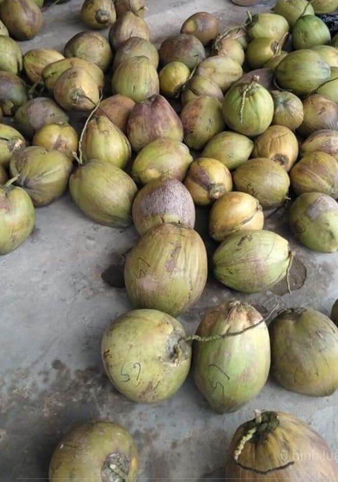 Dừa sáp đặc sản Trà Vinh